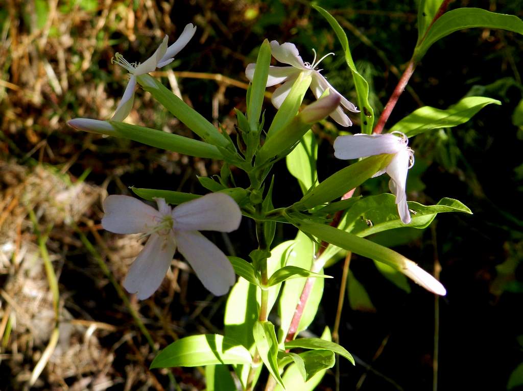 Saponaria officinalis